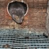 Infektion och sågspån i ögonen