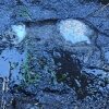 Ruttnande kadaver, slängd utanför skjulet