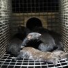 Död mink i buren