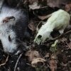 Slängda utanför - en mink som dött nyligen och kvarlevor av en som legat länge