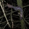 Död mink slängd över staketet, ut i skogen