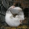 Död mink i bur