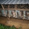 farm_och_burar_27_800x533.jpg